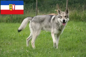 Scopri di più sull'articolo Allevatori e cuccioli di Saarloos Wolfhound in Schleswig-Holstein