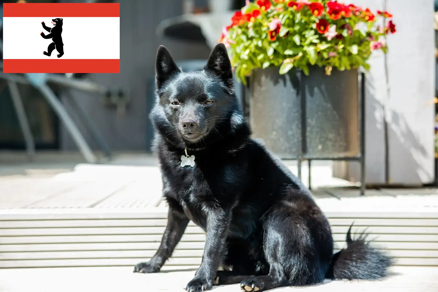 Cuccioli di Schipperke e allevatori Berlino Qui potete trovare gli allevatori di Schipperkes a Berlino.