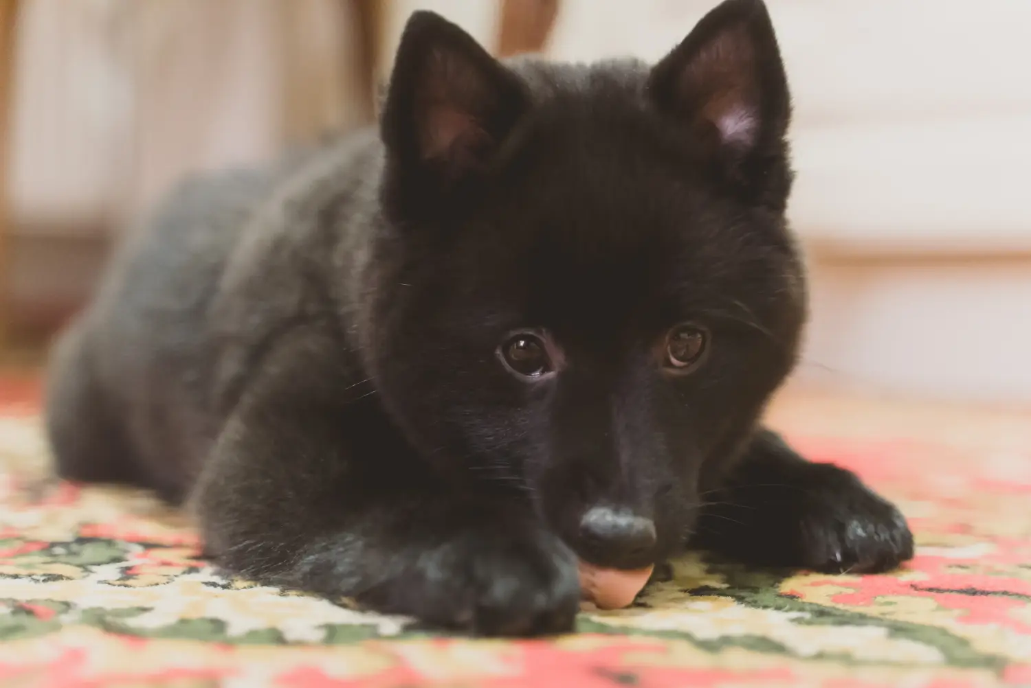 Acquistare un cucciolo di Schipperke significa assumersi delle responsabilità! Acquistare cuccioli di Schipperke.