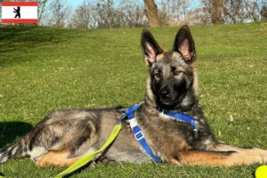 Scopri di più sull'articolo Allevatore di cani da compagnia Sylvan e cuccioli a Berlino