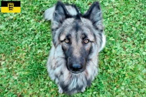 Scopri di più sull'articolo Allevatori di cani da compagnia Sylvan e cuccioli in Baden-Württemberg