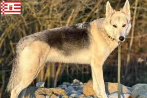 Scopri di più sull'articolo Allevatore di cani Sylvan Companion e cuccioli a Bremen