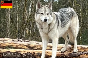 Scopri di più sull'articolo Allevatori di cani da compagnia Sylvan e cuccioli in Renania-Palatinato