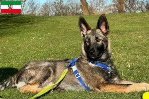 Scopri di più sull'articolo Allevatori di cani da compagnia Sylvan e cuccioli in Nord Reno-Westfalia