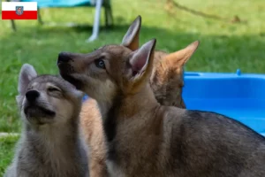Scopri di più sull'articolo Allevatori di cani da compagnia Sylvan e cuccioli in Turingia