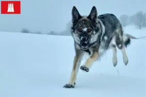 Scopri di più sull'articolo Allevatore di cani Sylvan Companion e cuccioli ad Amburgo