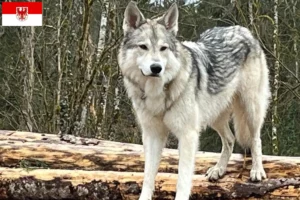 Scopri di più sull'articolo Allevatori di cani Sylvan Companion e cuccioli a Brandeburgo
