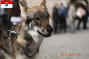 Scopri di più sull'articolo Allevatori di cani da compagnia Sylvan e cuccioli in Hessen