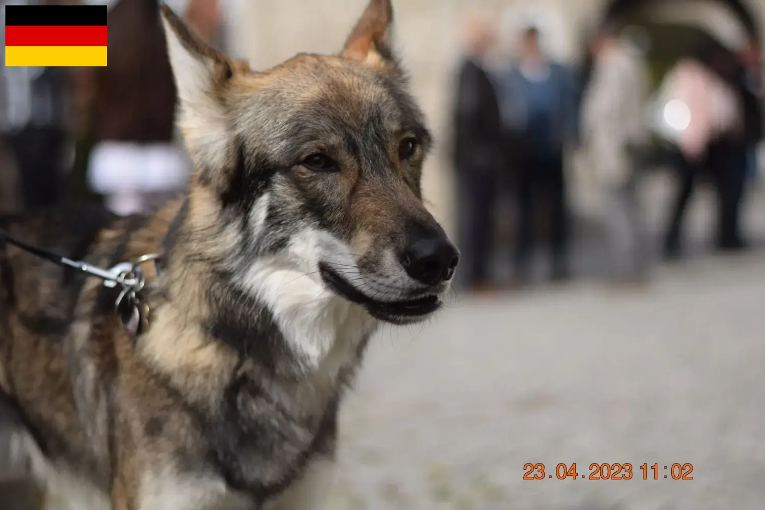 Scopri di più sull'articolo Allevatori di cani da compagnia Sylvan e cuccioli in Germania