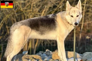 Scopri di più sull'articolo Allevatori di cani da compagnia Sylvan e cuccioli in Saarland