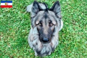 Scopri di più sull'articolo Allevatori di cani da compagnia Sylvan e cuccioli in Schleswig-Holstein