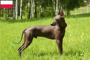 Scopri di più sull'articolo Allevatori di Xolo e cuccioli in Polonia