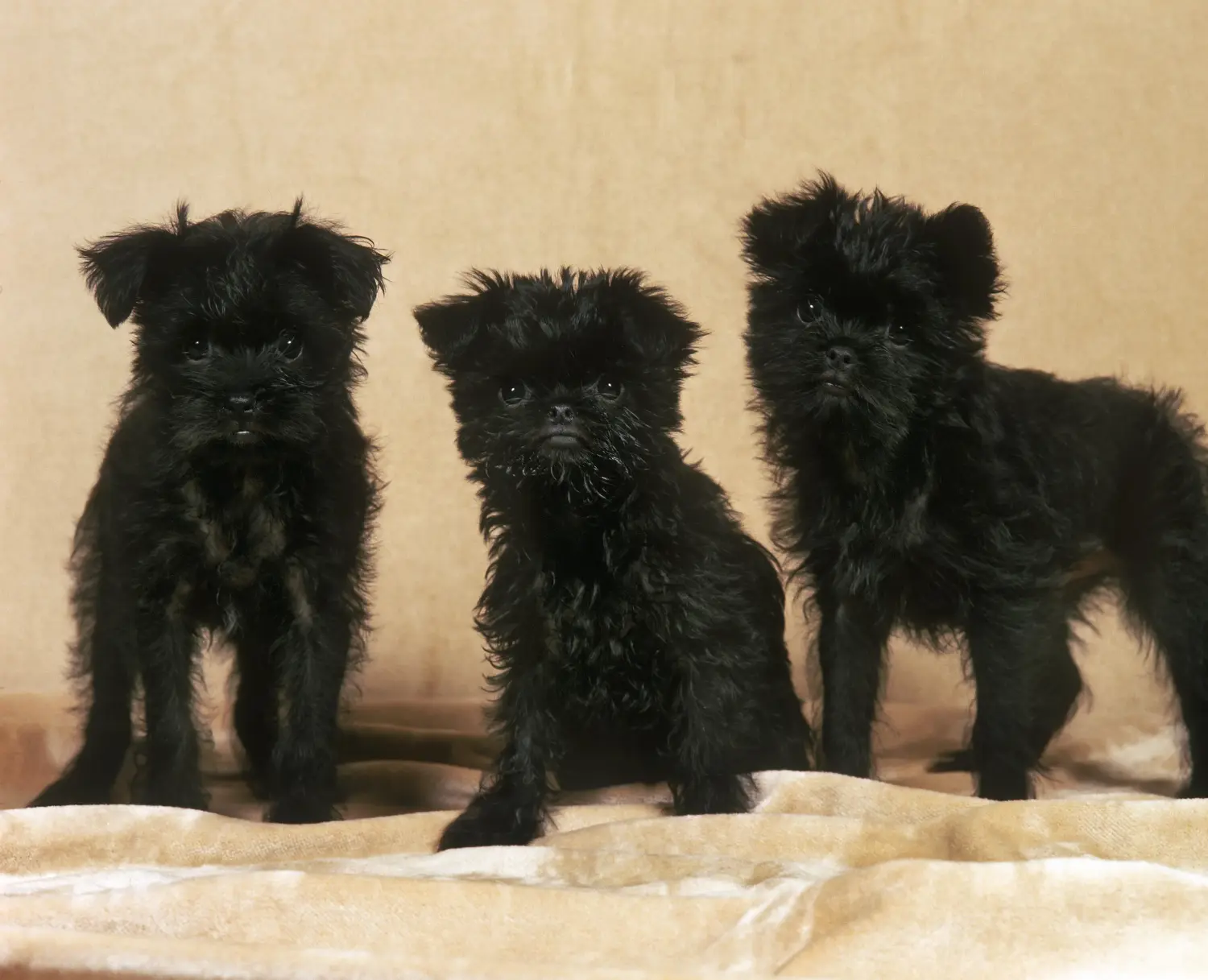 Acquistare un cucciolo di Affenpinscher significa assumersi delle responsabilità! Comprare cuccioli di Affenpinscher.