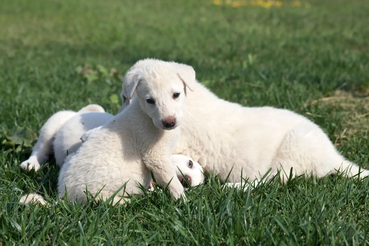 Acquistare un cucciolo di Akbash significa assumersi delle responsabilità! Comprare cuccioli di Akbash.