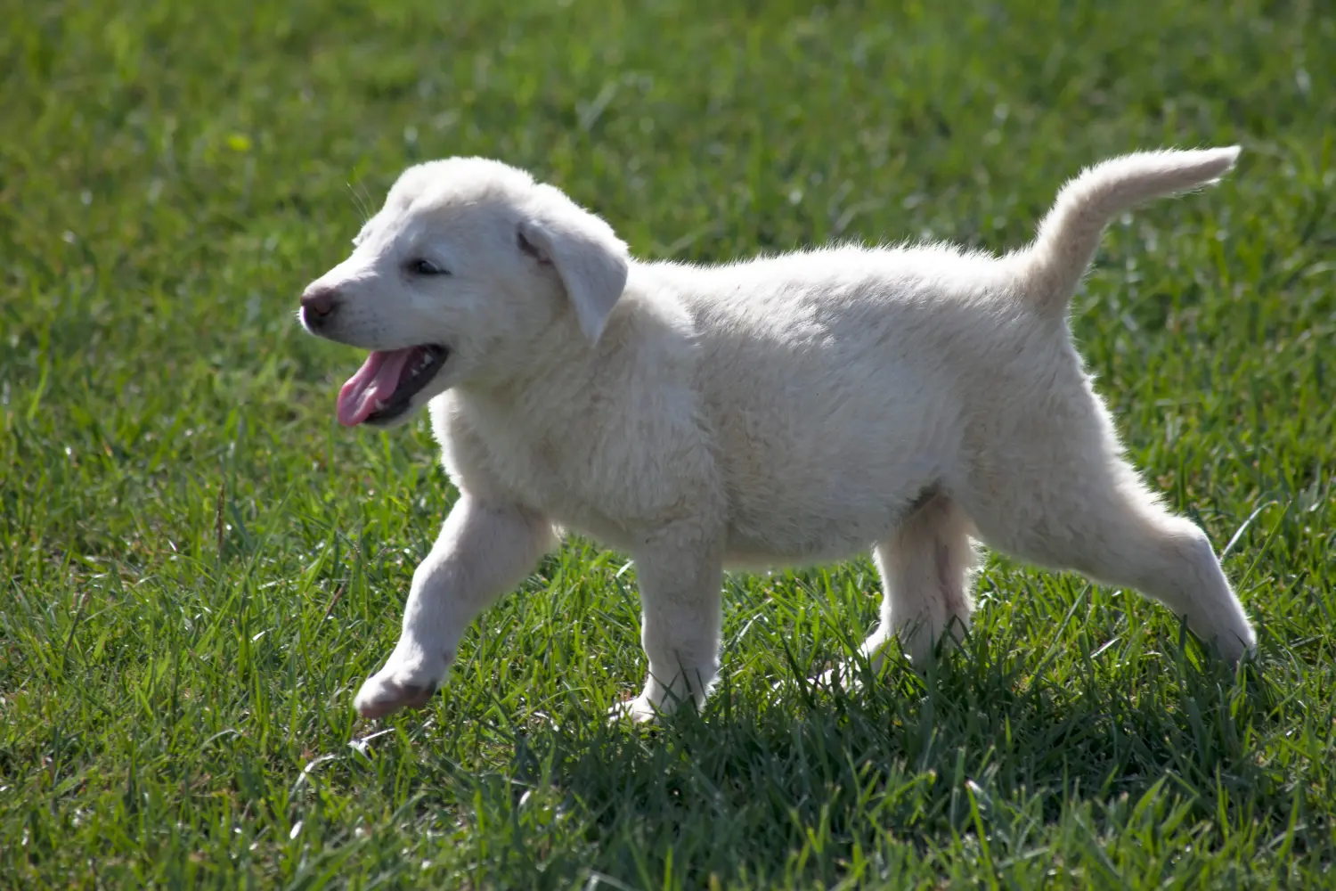 Acquistare un cucciolo di Akbash significa assumersi delle responsabilità! Comprare cuccioli di Akbash.
