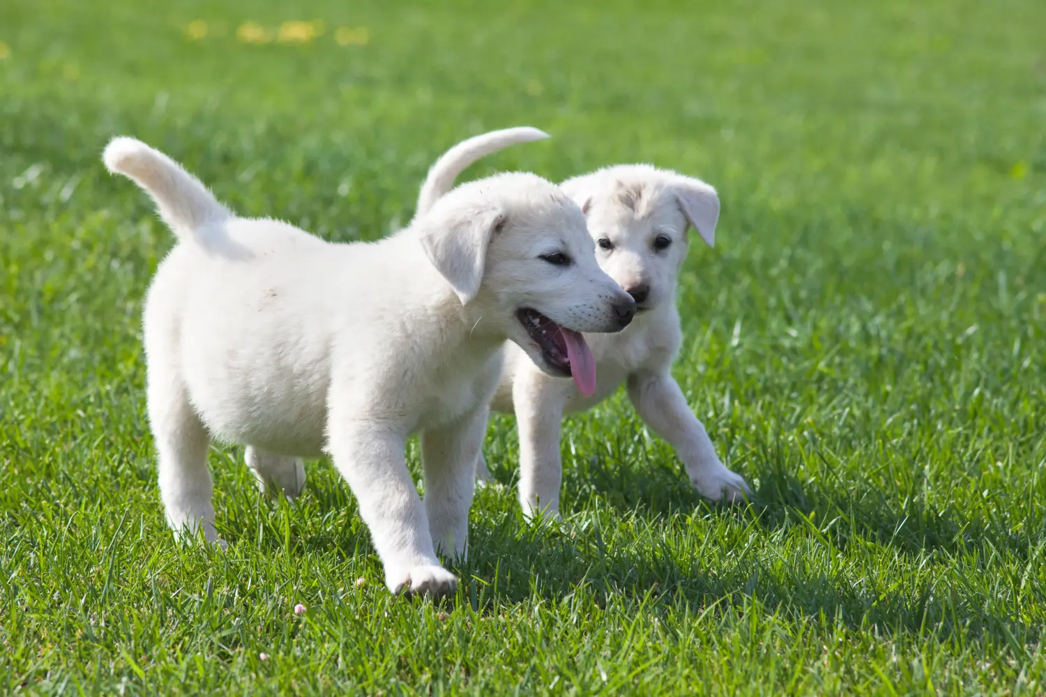 Acquistare un cucciolo di Akbash significa assumersi delle responsabilità! Comprare cuccioli di Akbash.