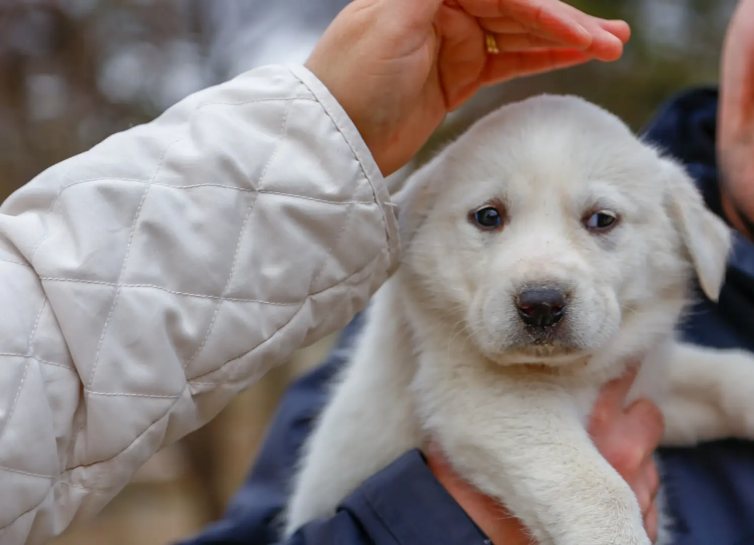Acquistare un cucciolo di Akbash significa assumersi delle responsabilità! Comprare cuccioli di Akbash.