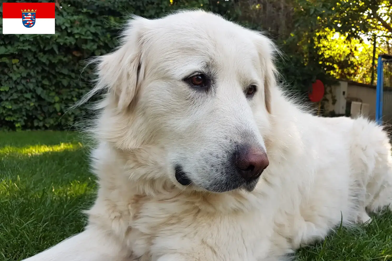Cuccioli Akbash e allevatori Hessen Qui potete trovare gli allevatori di Akbash in Assia.