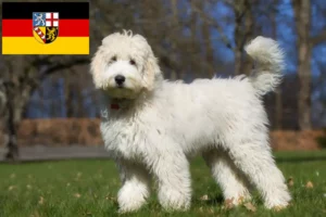 Scopri di più sull'articolo Allevatori di Labradoodle e cuccioli in Saarland