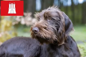 Scopri di più sull'articolo Allevatori di Pudelpointer e cuccioli a Amburgo