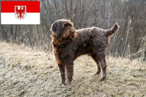 Scopri di più sull'articolo Allevatori di Pudelpointer e cuccioli in Brandeburgo