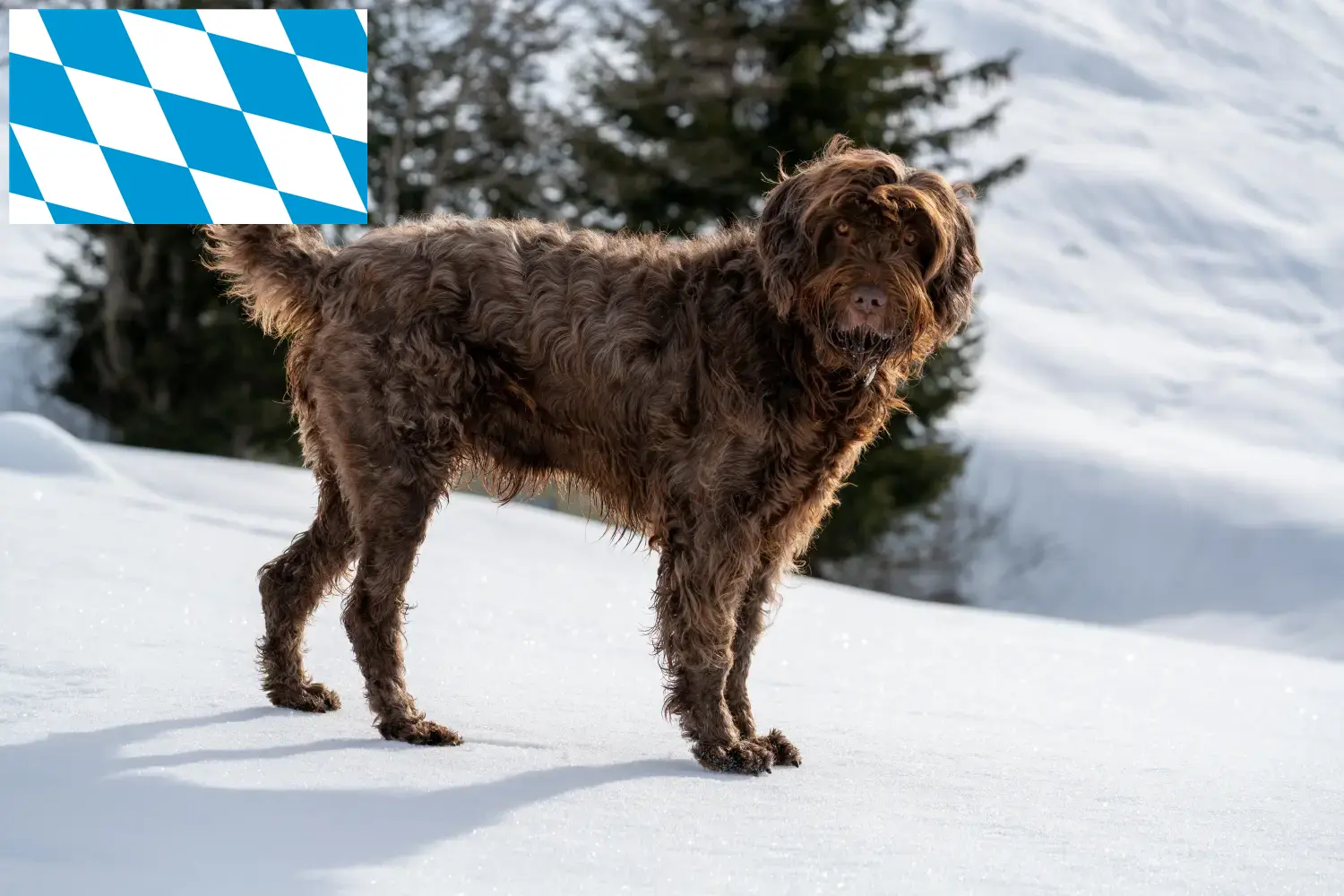 Scopri di più sull'articolo Allevatori di Pudelpointer e cuccioli in Baviera