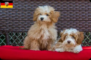 Scopri di più sull'articolo Allevatori di Havapoo e cuccioli in Saarland