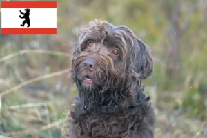 Scopri di più sull'articolo Allevatori di Pudelpointer e cuccioli a Berlino