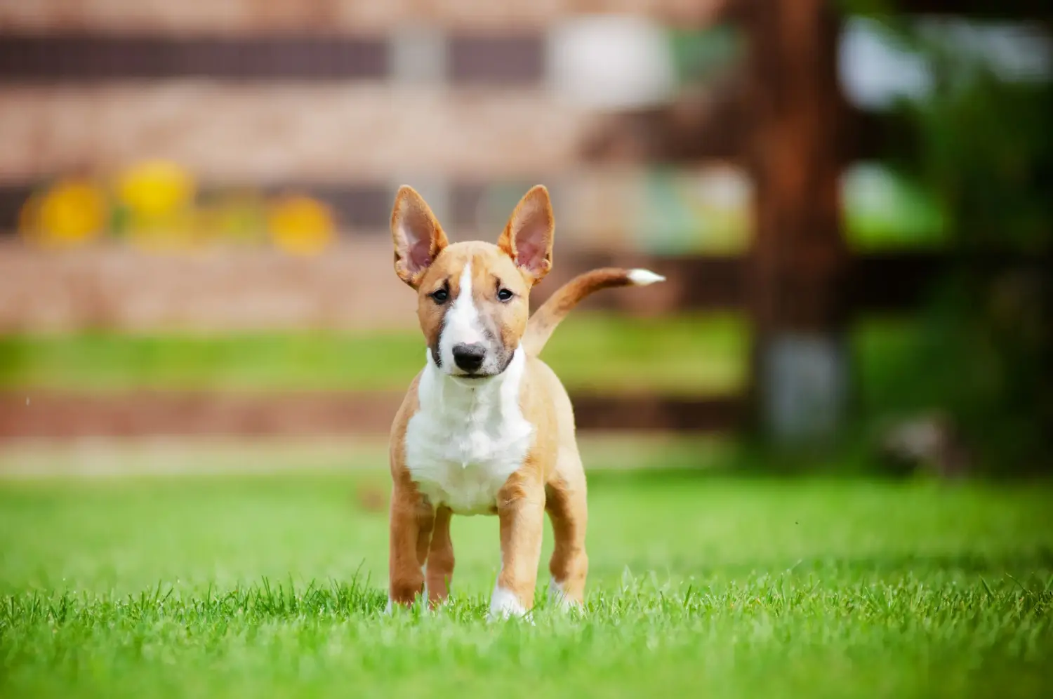 Acquistare un cucciolo di Bull Terrier significa assumersi delle responsabilità! Comprare cuccioli di Bull Terrier.