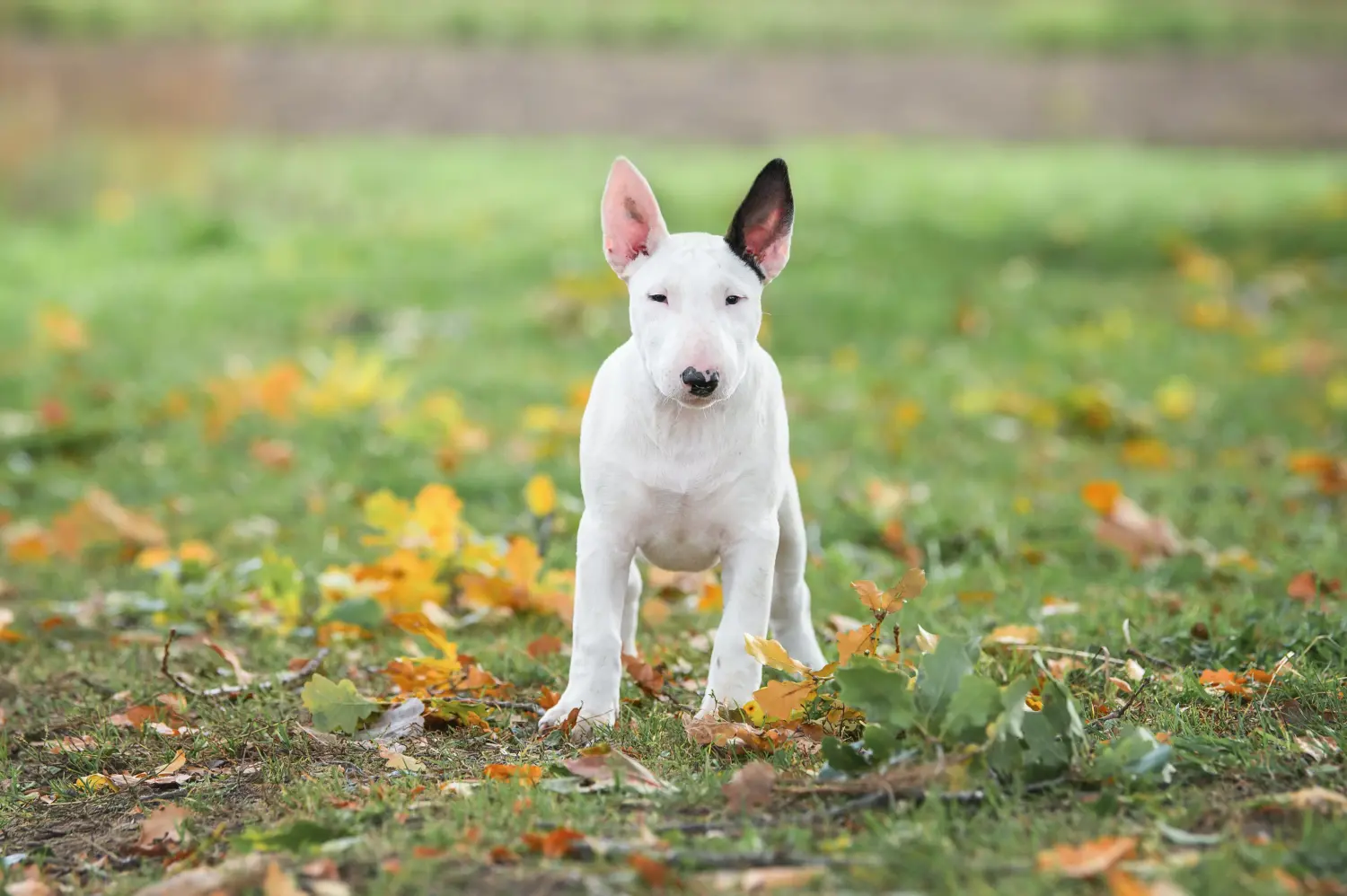 Acquistare un cucciolo di Bull Terrier significa assumersi delle responsabilità! Comprare cuccioli di Bull Terrier.