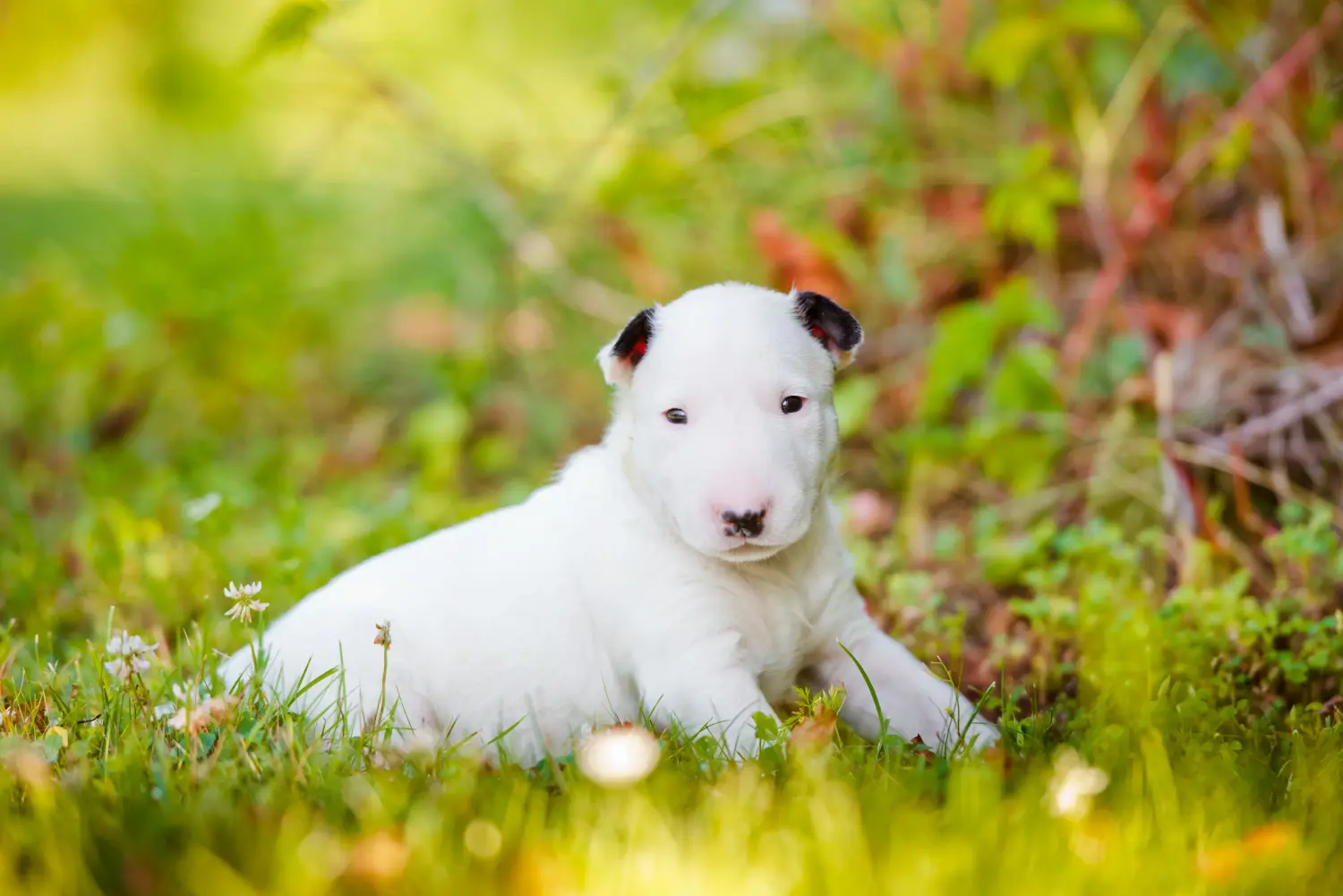 Acquistare un cucciolo di Bull Terrier significa assumersi delle responsabilità! Comprare cuccioli di Bull Terrier.