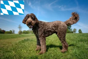 Scopri di più sull'articolo Allevatori di Labradoodle e cuccioli in Baviera