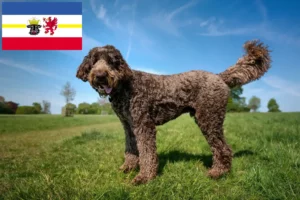 Scopri di più sull'articolo Allevatori di Labradoodle e cuccioli in Mecklenburg-Vorpommern