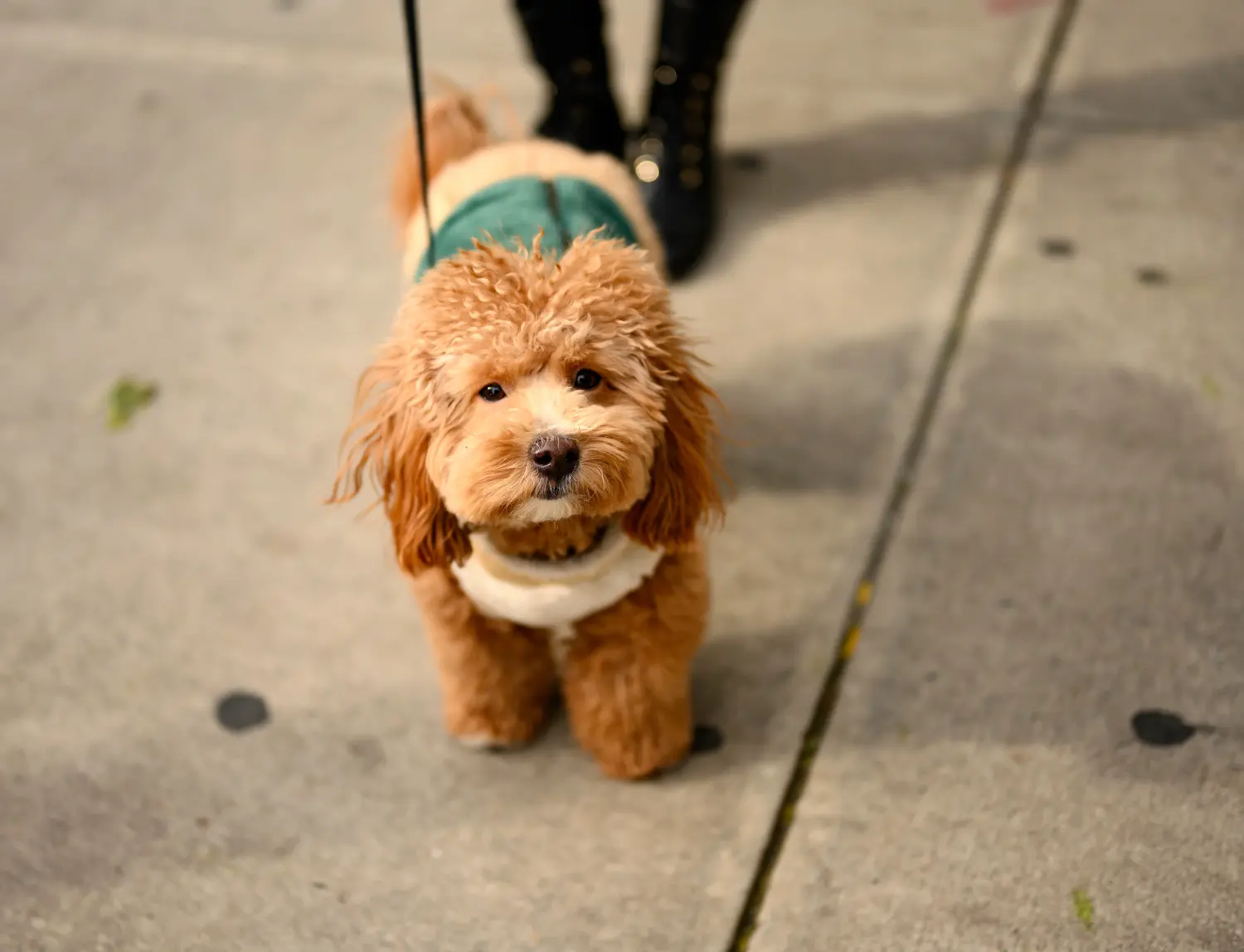 Acquistare un cucciolo di Havapoo significa assumersi delle responsabilità! Comprare cuccioli di Havapoo.