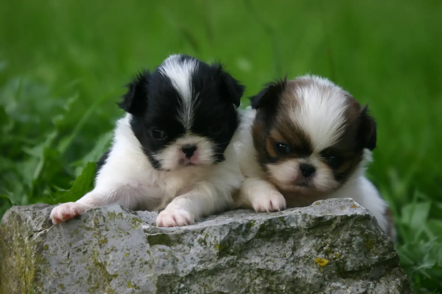 Acquistare un cucciolo di Japan Chin significa assumersi delle responsabilità! Comprare cuccioli di mento del Giappone.
