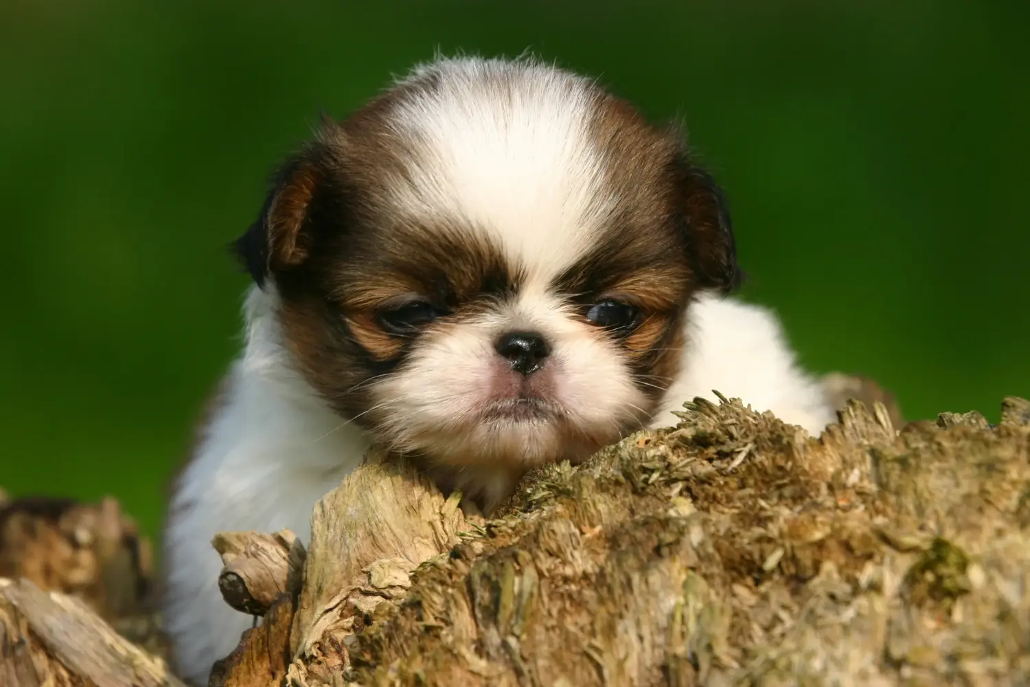 Acquistare un cucciolo di Japan Chin significa assumersi delle responsabilità! Comprare cuccioli di mento del Giappone.