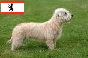 Scopri di più sull'articolo Allevatori e cuccioli di Irish Glen of Imaal Terrier a Berlino