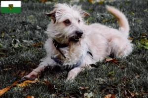 Scopri di più sull'articolo Allevatori e cuccioli di Irish Glen of Imaal Terrier in Sassonia