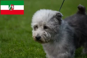 Scopri di più sull'articolo Allevatori e cuccioli di Irish Glen of Imaal Terrier in Renania Settentrionale-Vestfalia