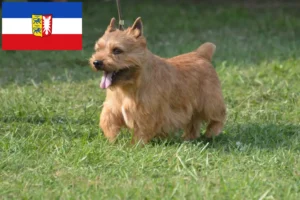 Scopri di più sull'articolo Allevatori e cuccioli di Irish Glen of Imaal Terrier in Schleswig-Holstein