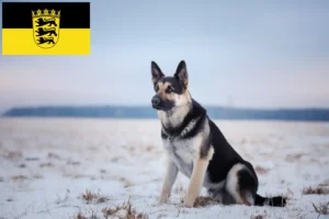 Scopri di più sull'articolo Allevatore di cani da pastore dell’Europa orientale e cuccioli in Baden-Württemberg