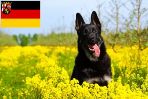 Scopri di più sull'articolo Allevatore di cani da pastore dell’Europa orientale e cuccioli in Renania-Palatinato