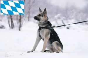 Scopri di più sull'articolo Allevatore di cani da pastore dell’Europa orientale e cuccioli in Baviera