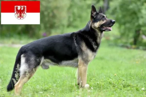 Scopri di più sull'articolo Allevatore di cani da pastore dell’Europa orientale e cuccioli a Brandeburgo