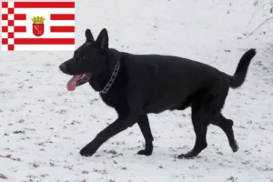 Scopri di più sull'articolo Allevatore di cani da pastore dell’Europa orientale e cuccioli a Brema