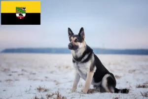 Scopri di più sull'articolo Allevatore di cani da pastore dell’Europa orientale e cuccioli in Sassonia-Anhalt