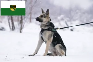Scopri di più sull'articolo Allevatore di cani da pastore dell’Europa orientale e cuccioli in Sassonia