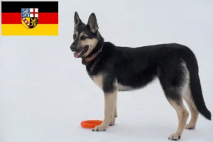 Scopri di più sull'articolo Allevatore di cani da pastore dell’Europa orientale e cuccioli in Saarland
