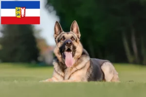 Scopri di più sull'articolo Allevatore di cani da pastore dell’Europa orientale e cuccioli in Schleswig-Holstein
