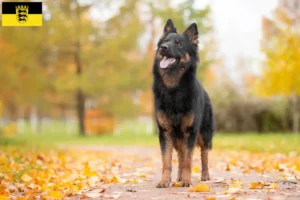 Scopri di più sull'articolo Allevatori e cuccioli di Chodský pes in Baden-Württemberg